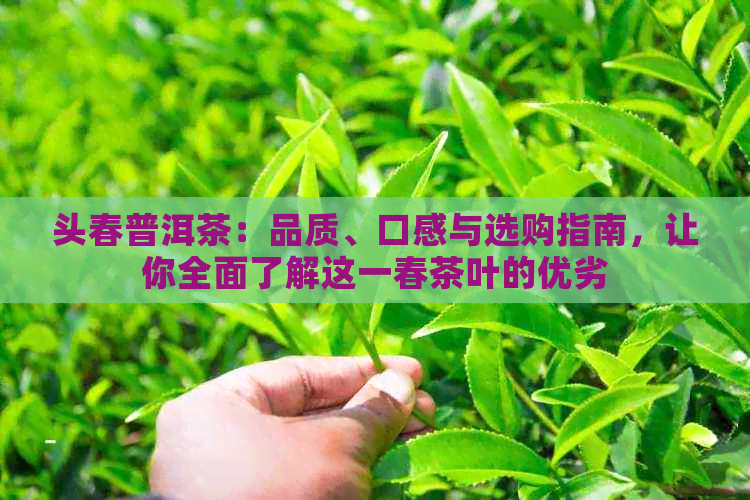 头春普洱茶：品质、口感与选购指南，让你全面了解这一春茶叶的优劣