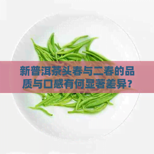 新普洱茶头春与二春的品质与口感有何显著差异？