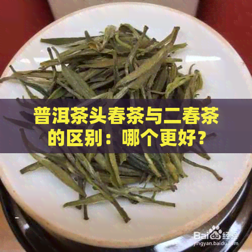 普洱茶头春茶与二春茶的区别：哪个更好？