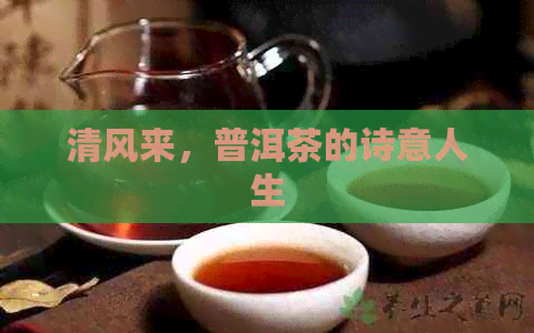 清风来，普洱茶的诗意人生