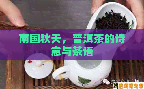 南国秋天，普洱茶的诗意与茶语