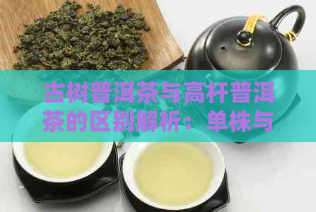 古树普洱茶与高杆普洱茶的区别解析：单株与多株之间的差异