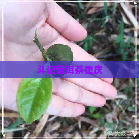 斗记普洱茶重庆