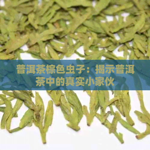 普洱茶棕色虫子：揭示普洱茶中的真实小家伙