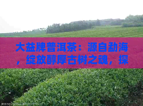 大益牌普洱茶：源自勐海，绽放醇厚古树之魂，探索千年文化传承的魅力