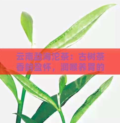 云南勐海沱茶：古树茶香韵盈怀，润喉养胃的健之选