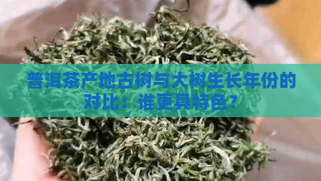 普洱茶产地古树与大树生长年份的对比：谁更具特色？