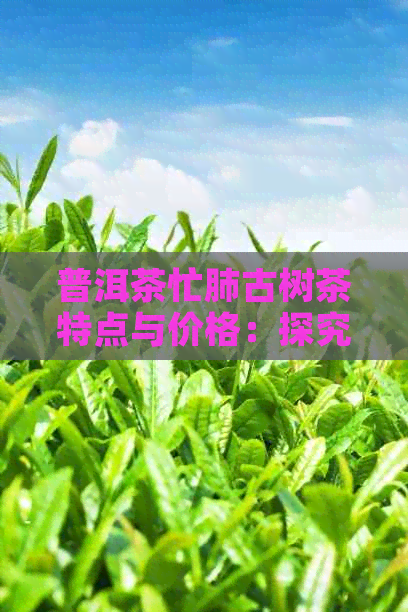 普洱茶忙肺古树茶特点与价格：探究这款名贵茶叶的独特魅力