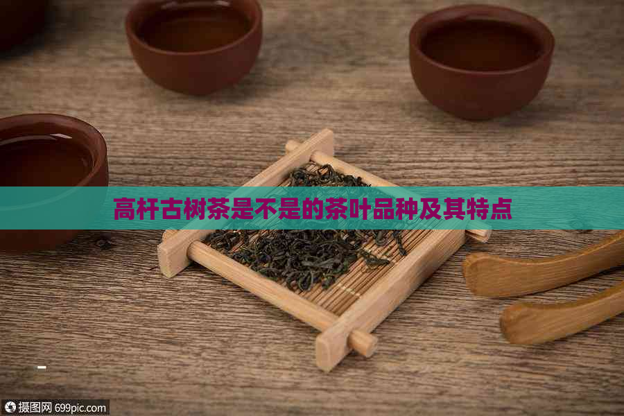 高杆古树茶是不是的茶叶品种及其特点