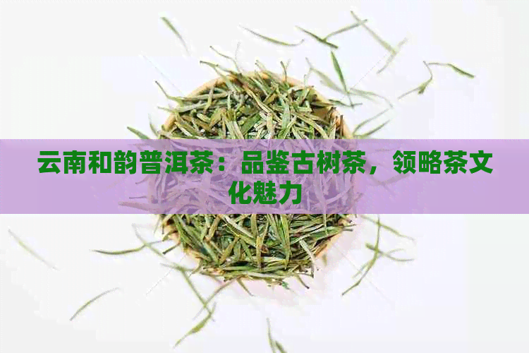 云南和韵普洱茶：品鉴古树茶，领略茶文化魅力