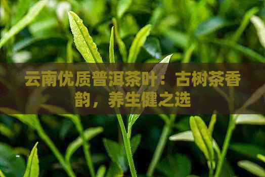 云南优质普洱茶叶：古树茶香韵，养生健之选