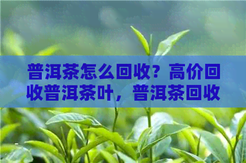 普洱茶怎么回收？高价回收普洱茶叶，普洱茶回收价格查询。