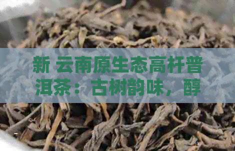 新 云南原生态高杆普洱茶：古树韵味，醇厚口感的秘密揭示