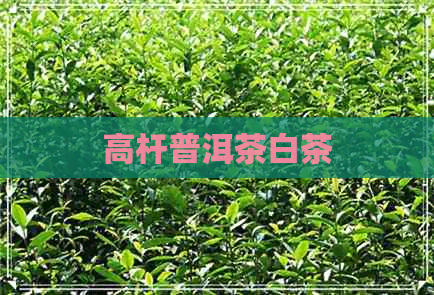 高杆普洱茶白茶