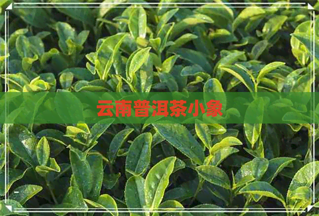 云南普洱茶小象