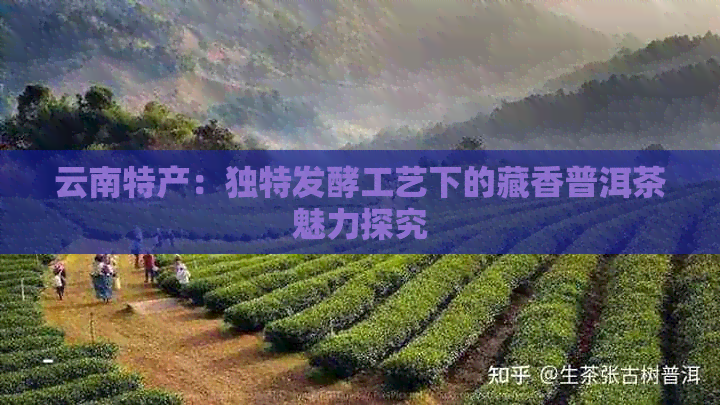 云南特产：独特发酵工艺下的藏香普洱茶魅力探究