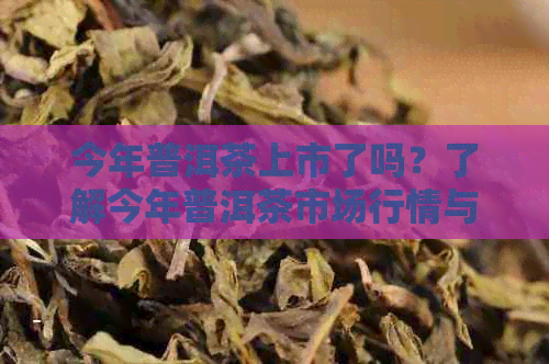 今年普洱茶上市了吗？了解今年普洱茶市场行情与最新动态