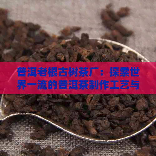 普洱老根古树茶厂：探索世界一流的普洱茶制作工艺与珍稀古树茶资源