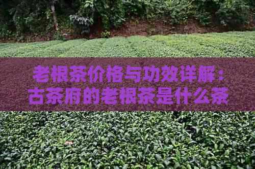 老根茶价格与功效详解：古茶府的老根茶是什么茶？