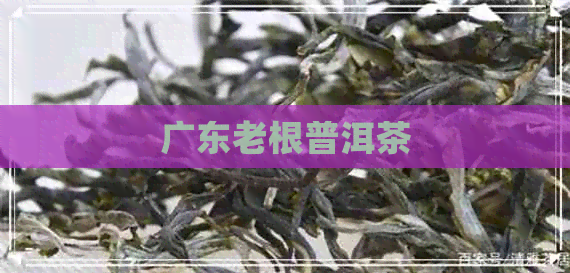 广东老根普洱茶