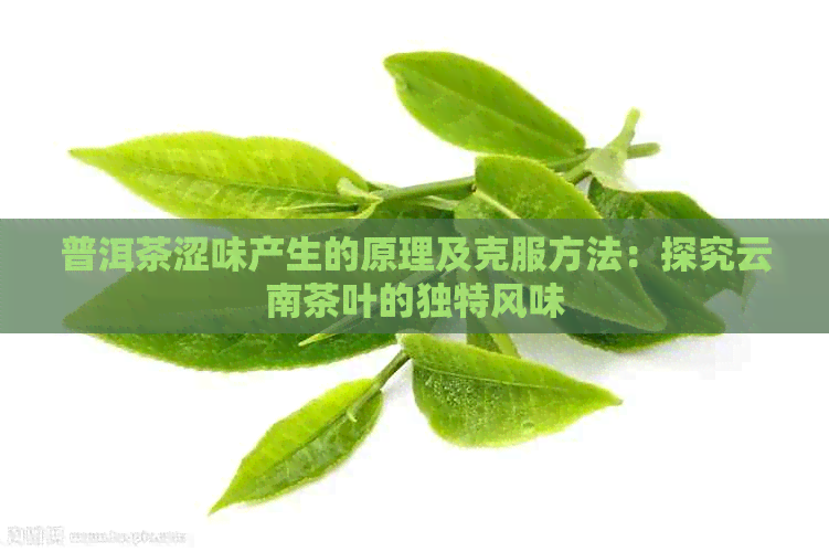 普洱茶涩味产生的原理及克服方法：探究云南茶叶的独特风味