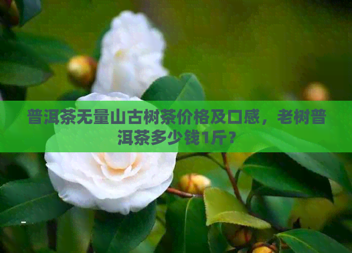 普洱茶无量山古树茶价格及口感，老树普洱茶多少钱1斤？