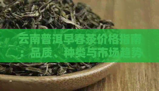 云南普洱早春茶价格指南：品质、种类与市场趋势分析