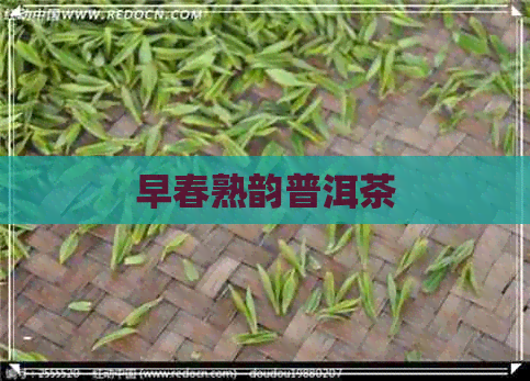 早春熟韵普洱茶