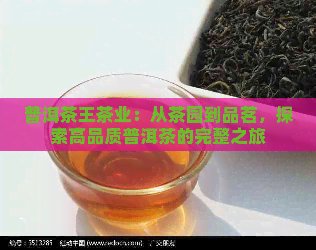 普洱茶王茶业：从茶园到品茗，探索高品质普洱茶的完整之旅