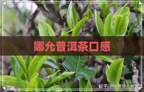 娜允普洱茶口感