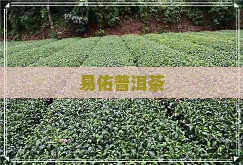 易佑普洱茶