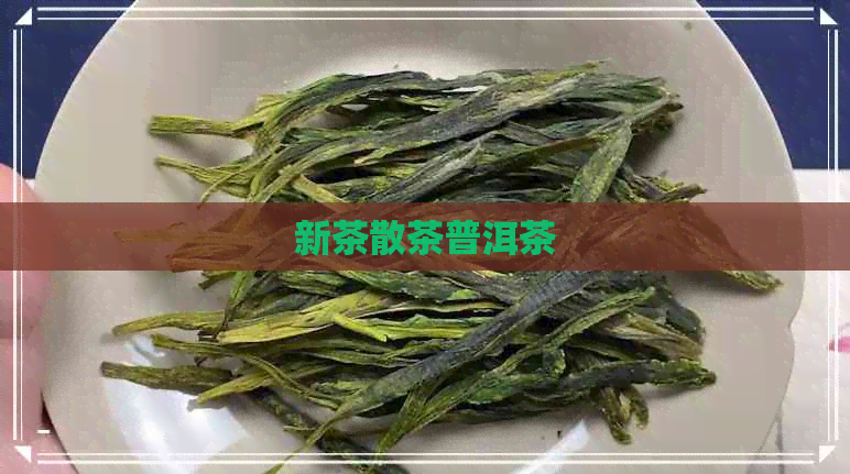 新茶散茶普洱茶