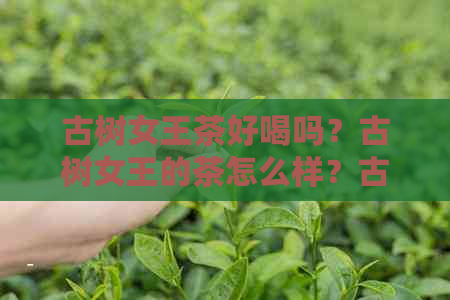 古树女王茶好喝吗？古树女王的茶怎么样？古树女王普洱茶好吗？