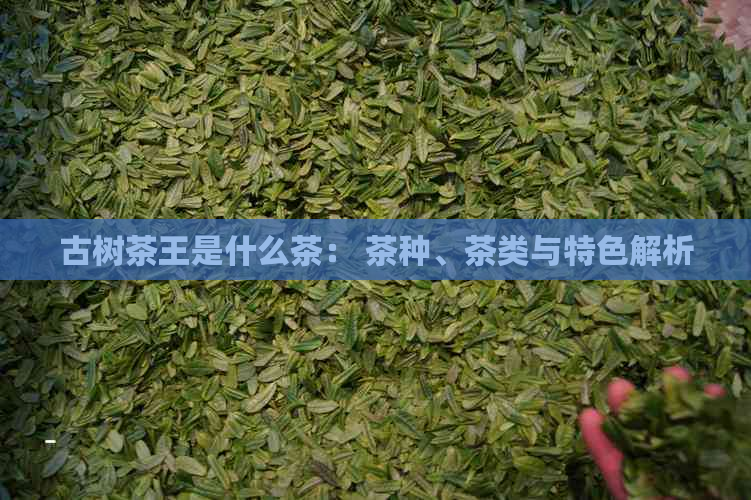 古树茶王是什么茶： 茶种、茶类与特色解析