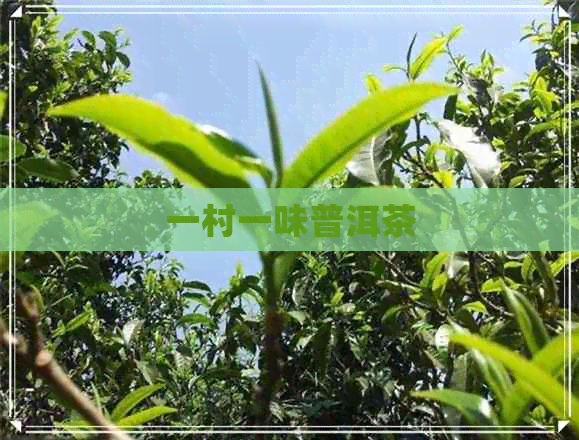 一村一味普洱茶