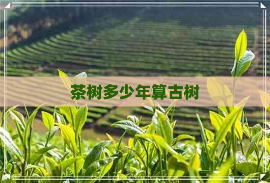 茶树多少年算古树