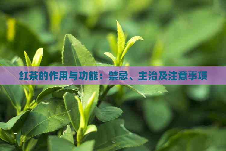 红茶的作用与功能：禁忌、主治及注意事项