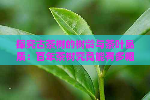 探究古茶树的树龄与茶叶品质：百年茶树究竟能有多粗？