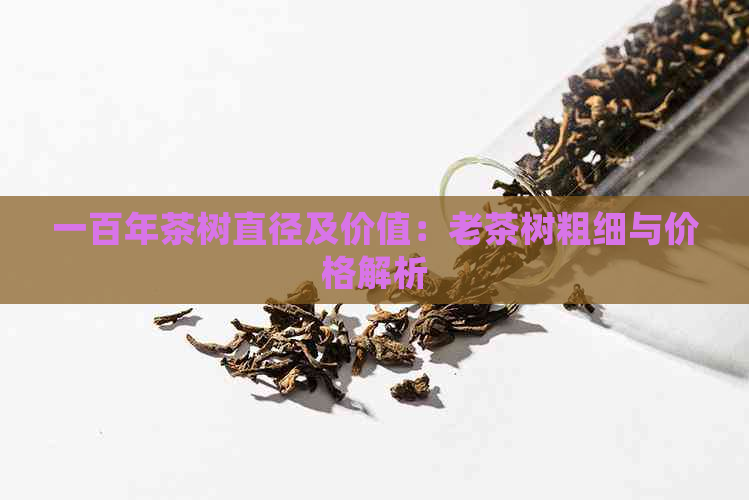 一百年茶树直径及价值：老茶树粗细与价格解析