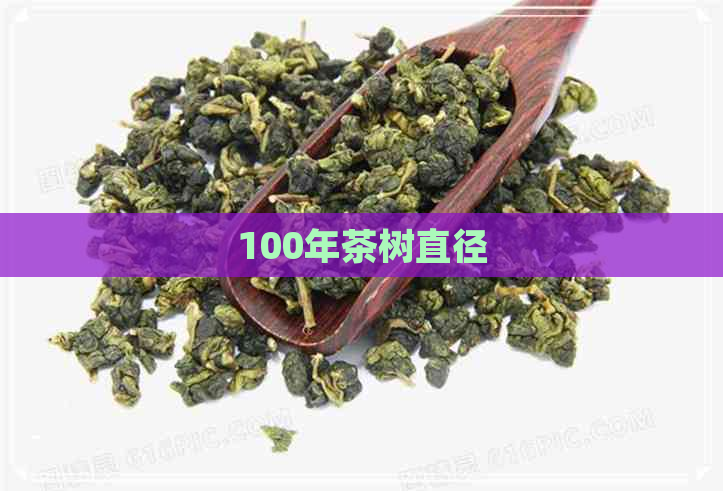 100年茶树直径