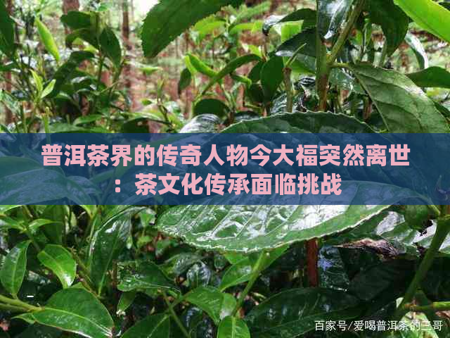 普洱茶界的传奇人物今大福突然离世：茶文化传承面临挑战