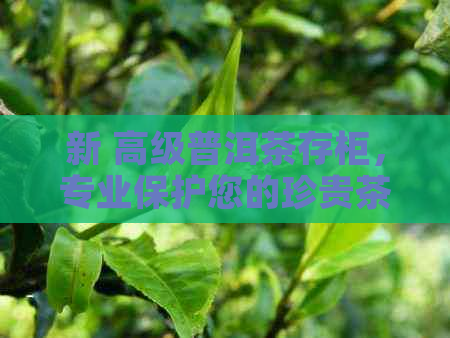 新 高级普洱茶存柜，专业保护您的珍贵茶叶收藏