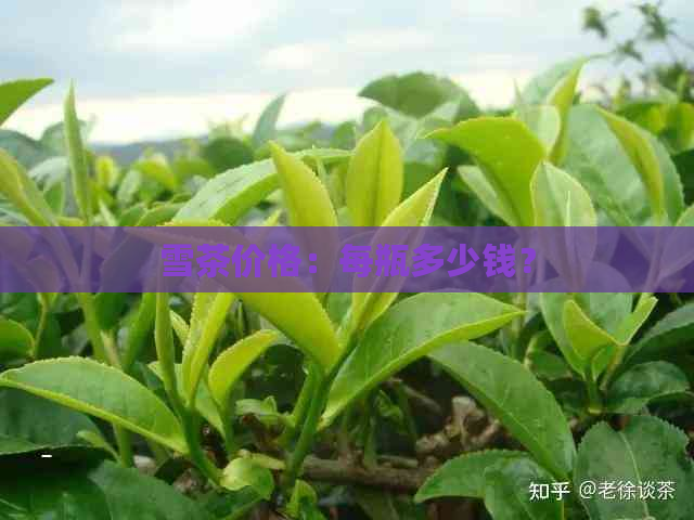 雪茶价格：每瓶多少钱？