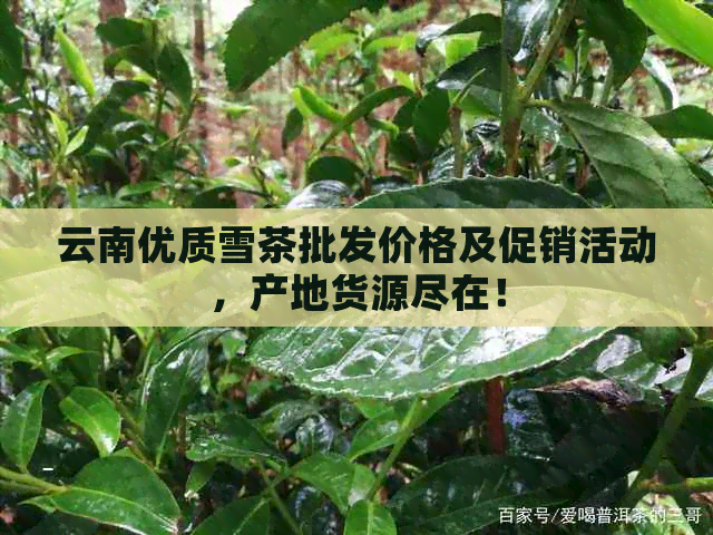 云南优质雪茶批发价格及促销活动，产地货源尽在！