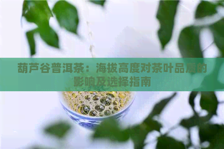 葫芦谷普洱茶：海拔高度对茶叶品质的影响及选择指南