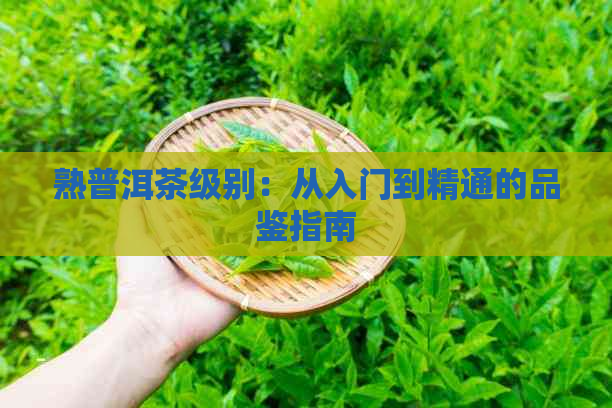 熟普洱茶级别：从入门到精通的品鉴指南