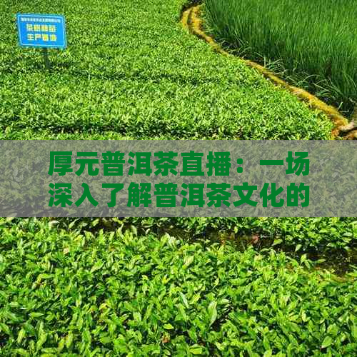 厚元普洱茶直播：一场深入了解普洱茶文化的宴