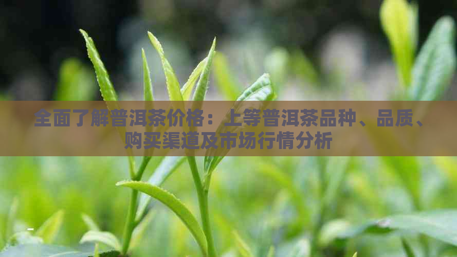 全面了解普洱茶价格：上等普洱茶品种、品质、购买渠道及市场行情分析