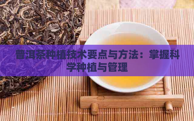 普洱茶种植技术要点与方法：掌握科学种植与管理