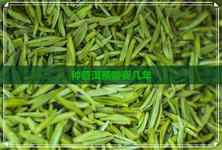 种普洱茶需要几年